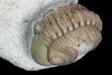 Kainops & Partial Lochovella (Reedops) Trilobites - Oklahoma #104034-4